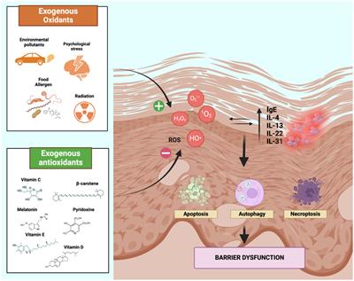 Role of antioxidants supplementation in the treatment of atopic dermatitis: a critical narrative review